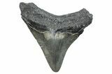 Fossil Megalodon Tooth - South Carolina #288184-1